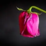 Generative AI: the bloom is off the rose